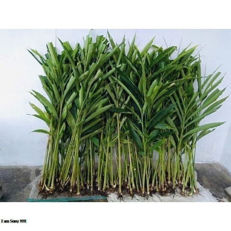 10 Bibit Kapulaga India  Kapol  (ARAB) Tanaman Herbal / Bibit Pohon Kapulaga India