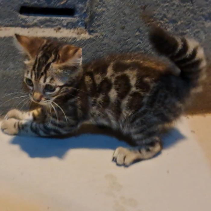 kucing bengal kitten jantan brown