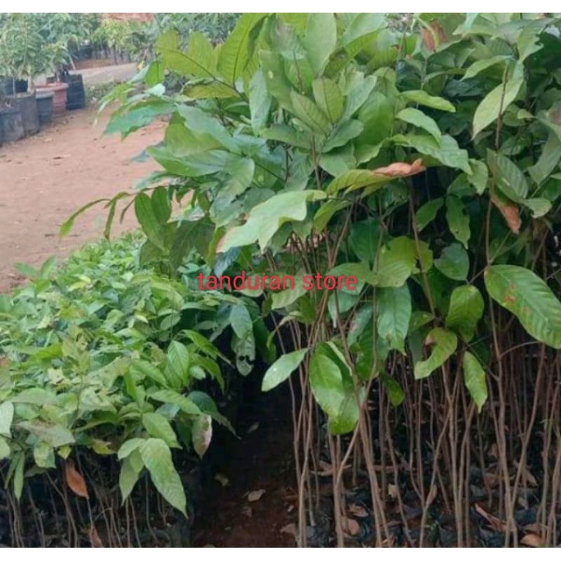 Bibit Rambutan binjai Unggul Binjai rambutan manis