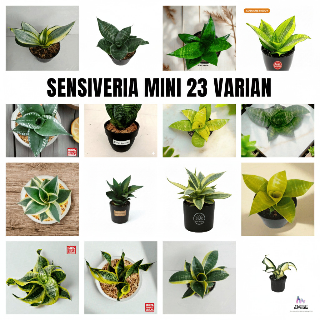 TANAMAN SANSEVIERIA HIJAU SPESIES SEMUA JENIS MINI / LIDAH MERTUA MINI
