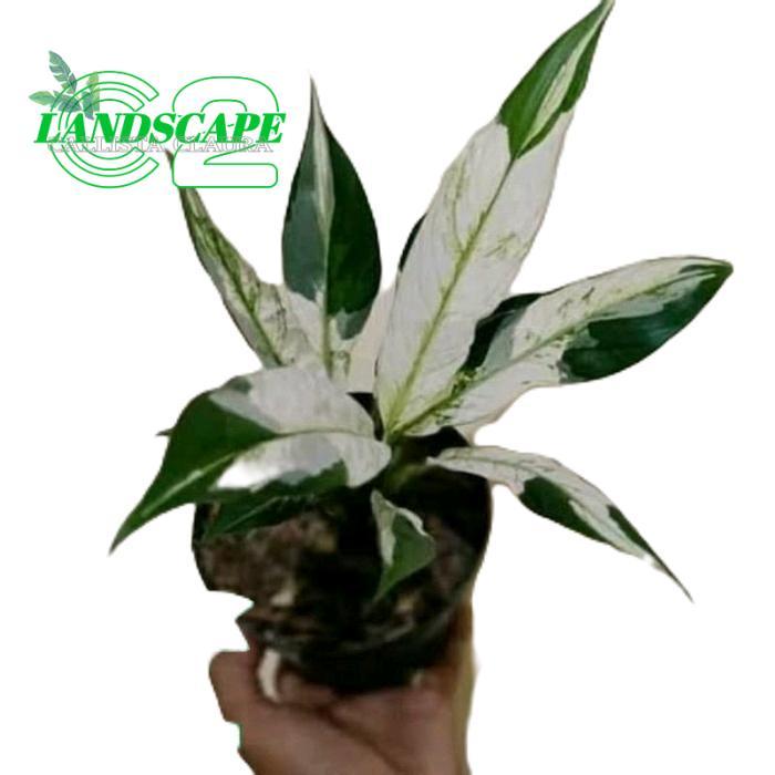 tanamanhias sepatu filum varigata - tanaman peach lily varigata Putih