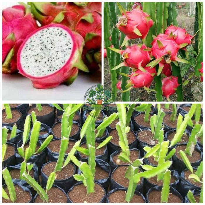Bibit Buah Naga Putih Super Plantshop id