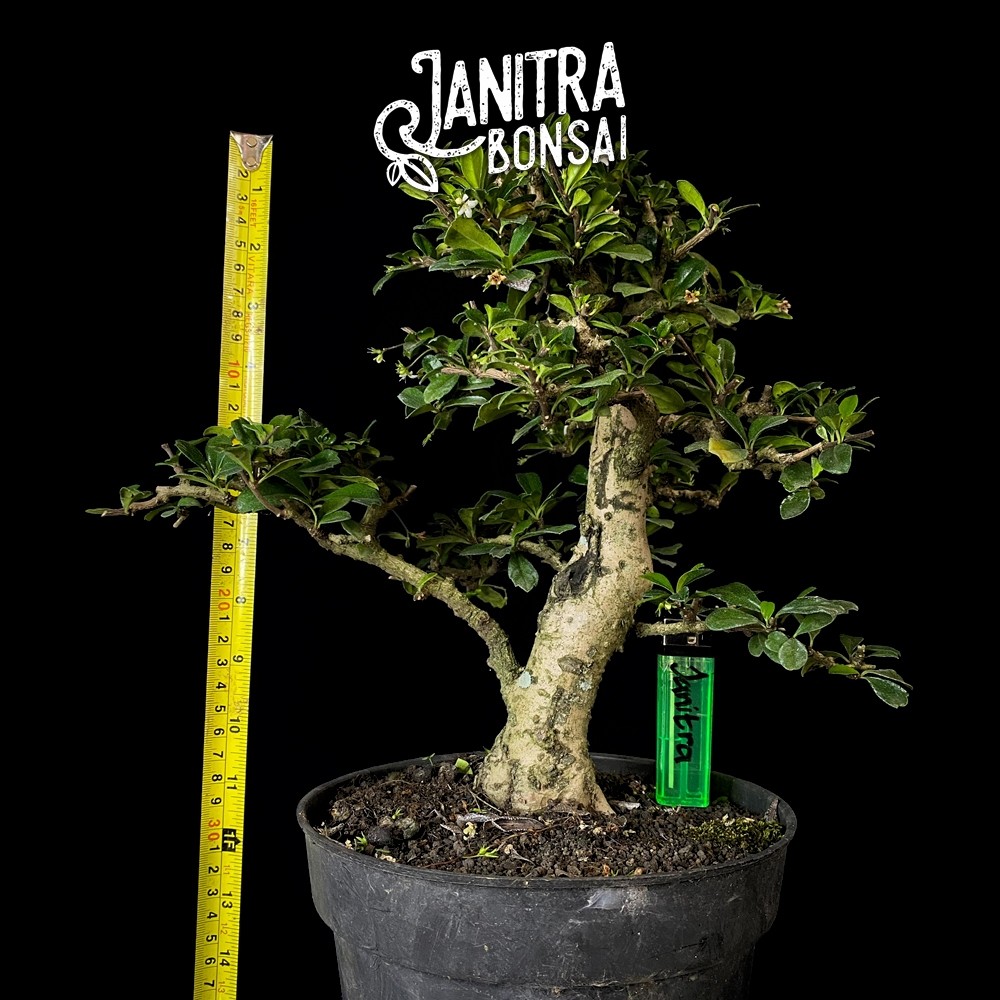 Bonsai Hokianti Hokiantea Batang Besar Jadi Siap Pajang