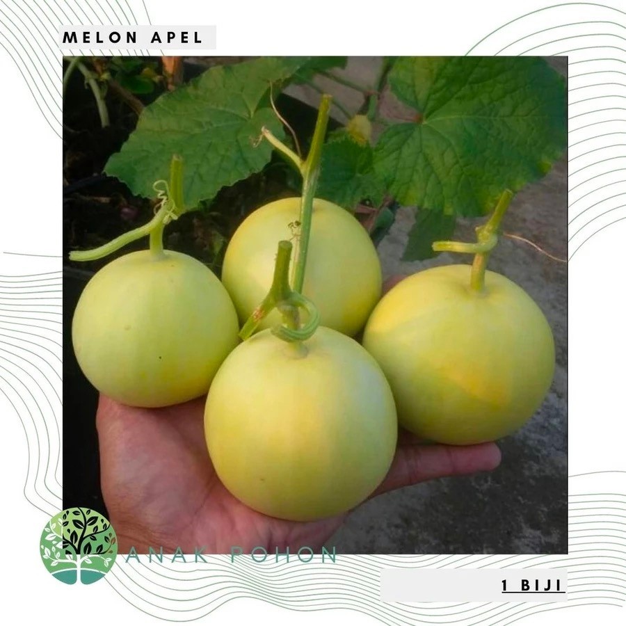 30Benih Bibit Biji - Melon Apel Silver Light Hibrida F1 (Kecil, Manis, dan Harum) Seeds - Panen Dala