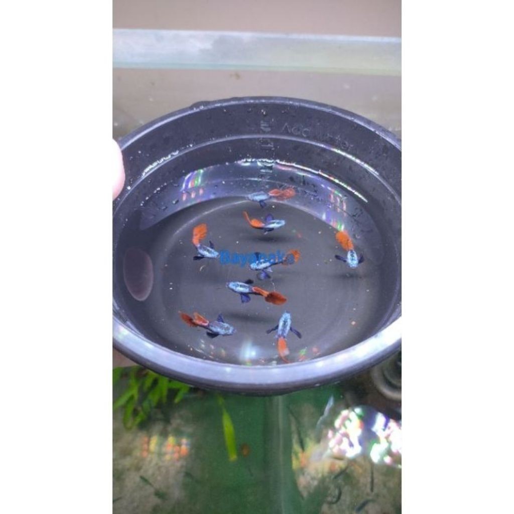 Guppy PRTDE / Guppy dumbo ear / Ikan hias / IKAN HIAS