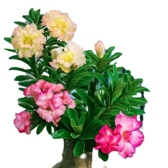tanaman hias adenium Kamboja jepang bibit bonsai adenium Kamboja jepang satu pohon 3 warna pohon ade
