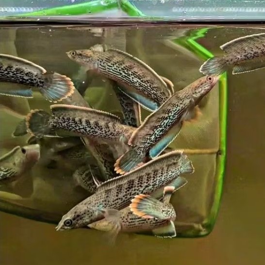 Ikan Channa Stewarti - Berkualitas, Mudah Dibesarkan full doyan pelet