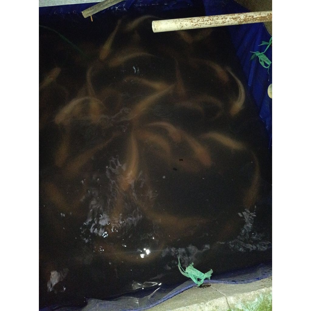 Bibit ikan lele albino konsumsi hidup per KG