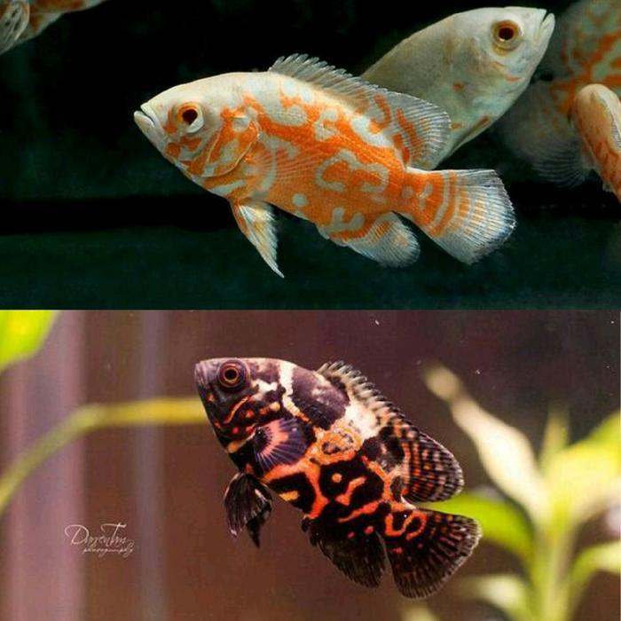 [ISI 5 MIX] Ikan Hias Oscar Tiger Albino Hitam sz 6-8 cm Size S Oscar Batik Putih