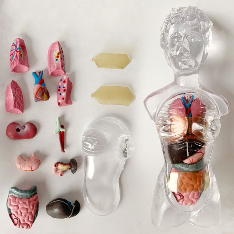18CM female human body assembly toy whole body transparent human visceral blood vessel skeleton teai