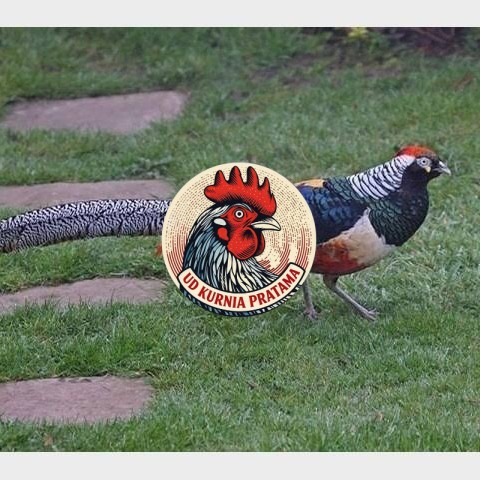 Telur ayam hias ringneck lady red amherst pheasant fertil asli UD KURNIA PRATAMA