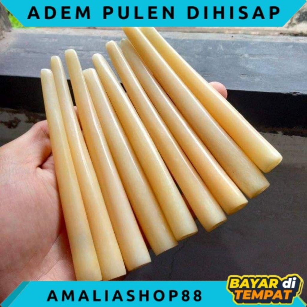 Once pipa tulang unta kuning adem pulen