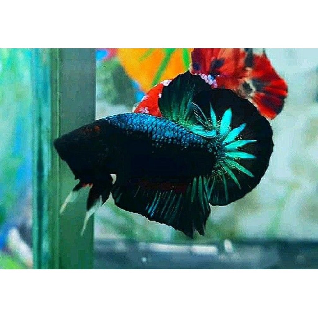 COD (PROMO) COD - PK GREEN SAMURAI M+