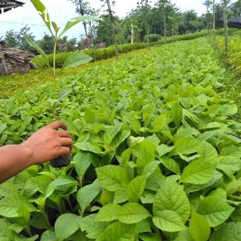 bibit pohon jati super