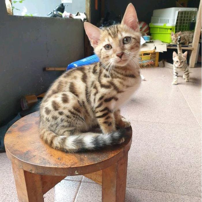 Kucing bengal jantan dan betina