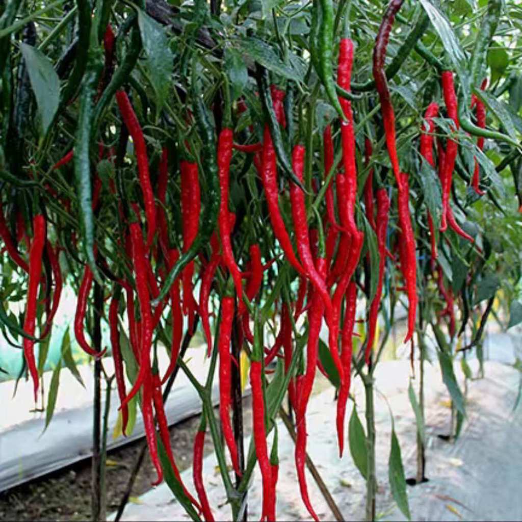 COD BIBIT POHON CABE MERAH KERITING/ BIBIT POHON CABE