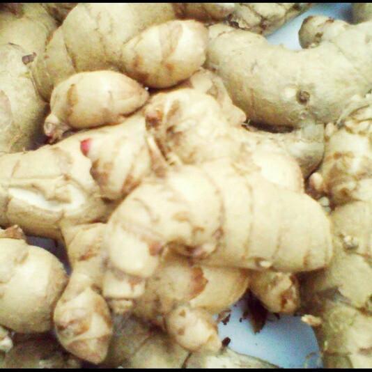 temu putih obat herbal kanker