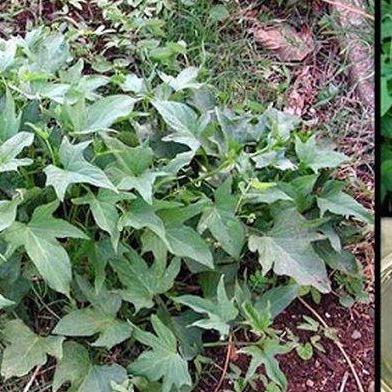 50 stek bibit ubi jalar, bibit lung, bibit telo. tanaman ubi jalar.