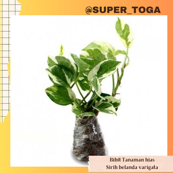 SIRIH BELANDA VARIEGATA PUTIH bibit sirih belanda varigata bibit sirih varigata bibit sirih belanda 