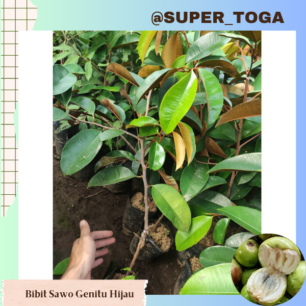 Bibit sawo hijau bibit kenetu hijau sambung cepat buah bibit genitu hijau bibit sawo genitu hijau sa