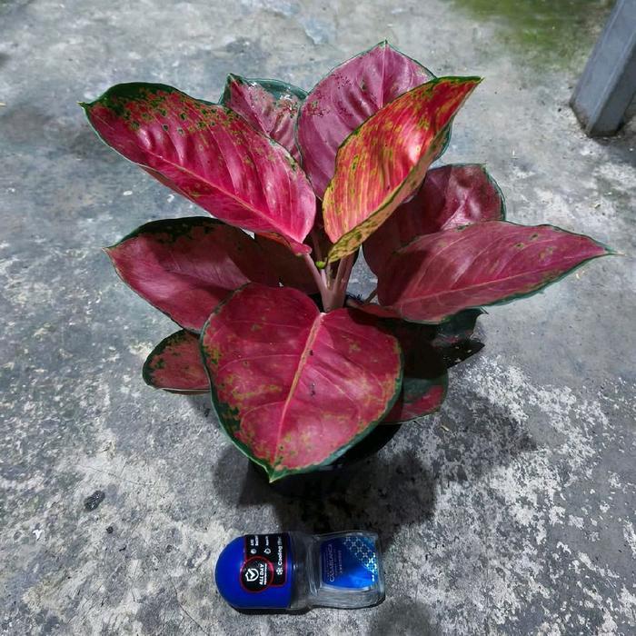 (Promo) bibit tanaman hias aglonema kochin red brownies cantik