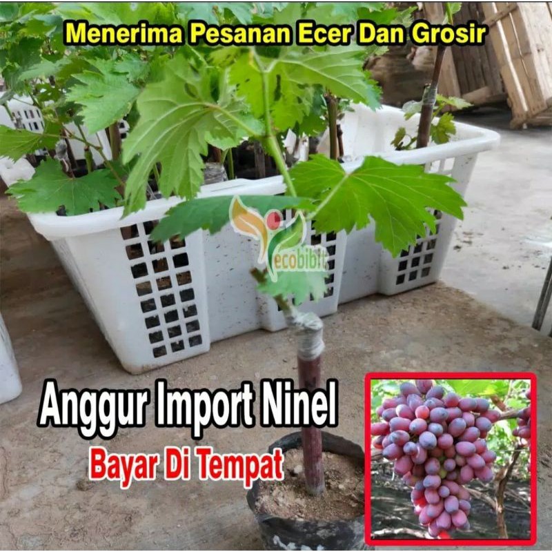 Bibit anggur impor Ninel super murah