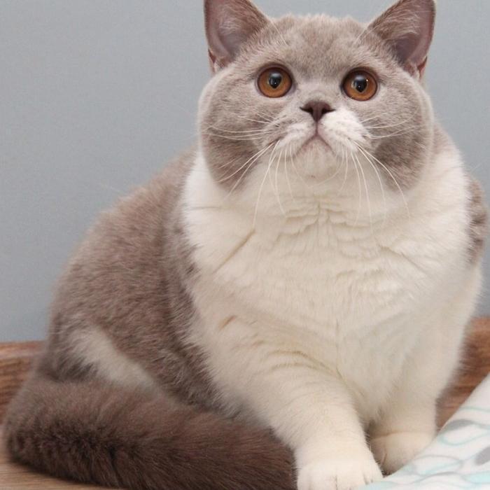 British Short Hair Pedigree