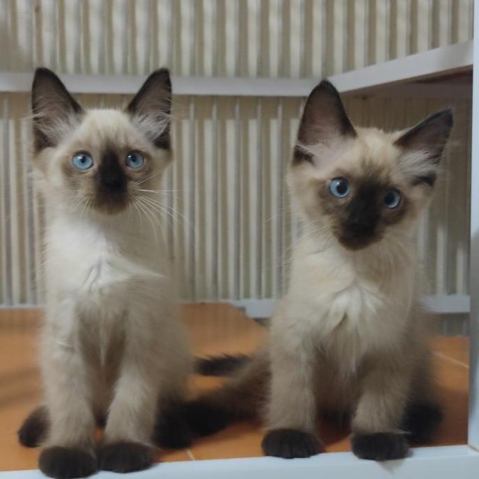 Kucing Kitten Himalaya Persia