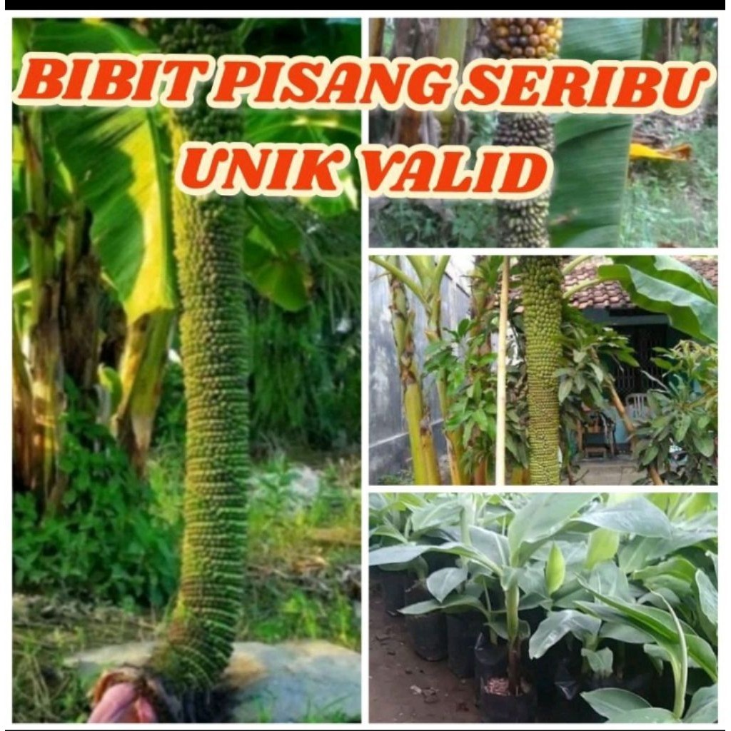 Bibit Pisang SERIBU RAJA SEWU Tinggi 20 cm 1KG isi 4BIBIT sudah BERAKAR Banyak