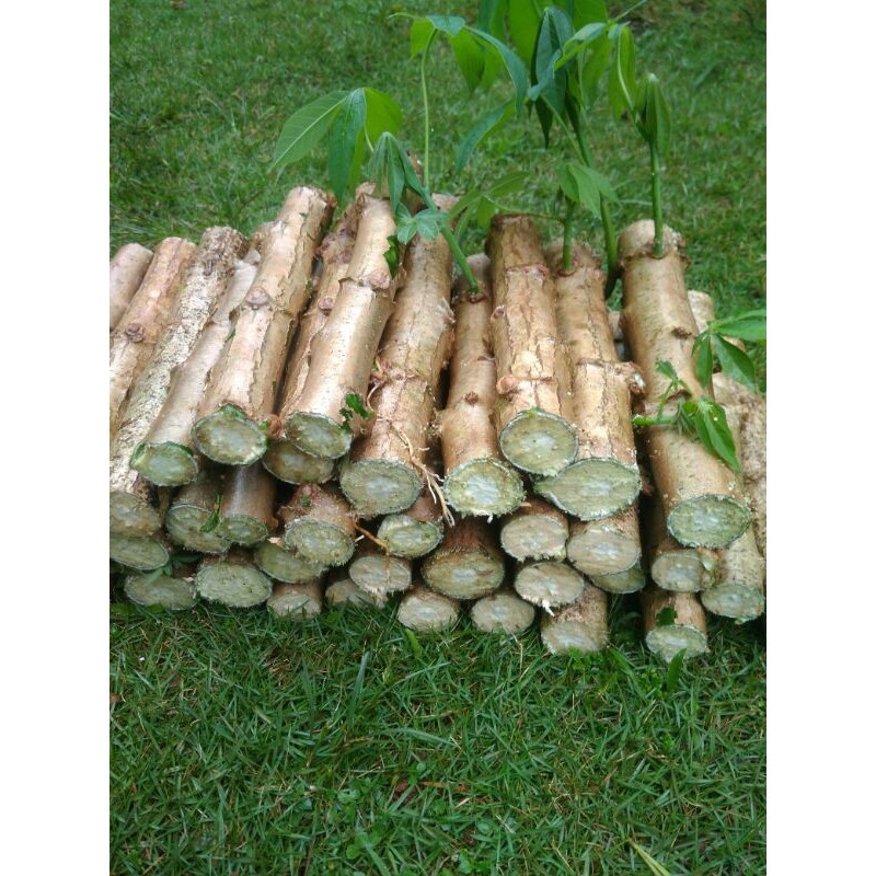 Bibit Benih Stek Batang Singkong Mentega/ Singkong Keju per 1 kg