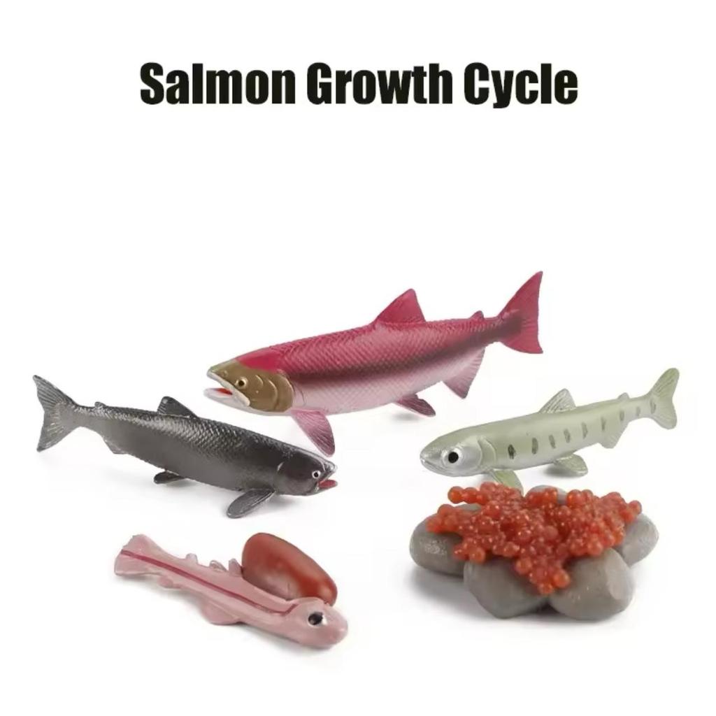 KORI Salmon Life Growth Cycle Siklus Hidup Ikan Salem Salmon Mainan Figure Binatang Miniature Hewan 