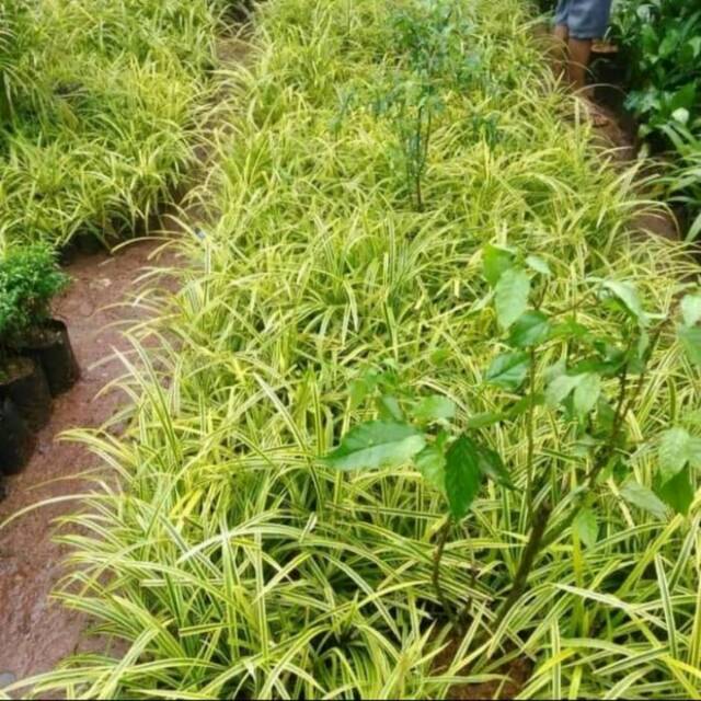 Tanaman Hias Pandan Kuning Tanaman Hias Pandan Afrika Tanaman Pandan Kuning