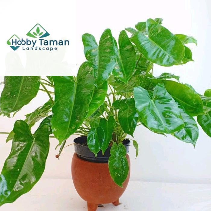 tanaman Philodendron Burlemarx hijau - tanaman hias philodendron Burlemarx hijau