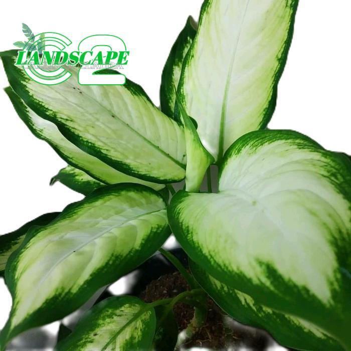 tanamanhias blanceng susu - tanaman blanceng susu Bunga