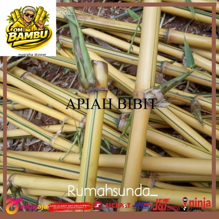 Stek bambu kuning besar / Bibit bambu kuning PROMO