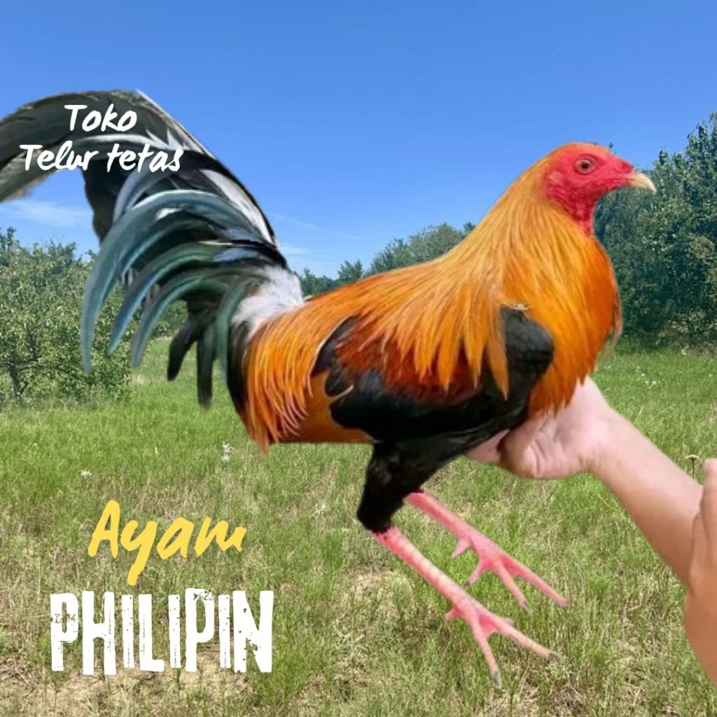 TELUR AYAM PHILIPIN ASLI PETARUNG UNTUK DITETASKAN