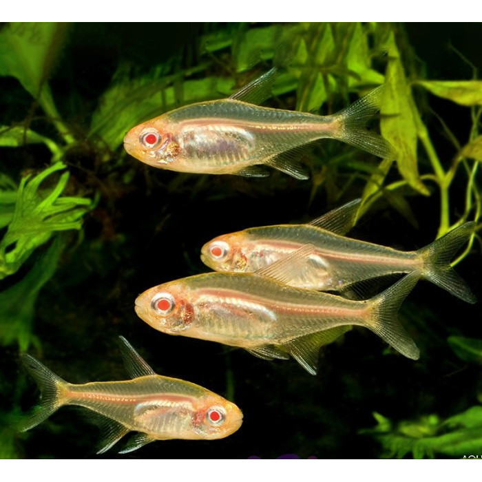 Fire Neon Albino Glowlight Tetra / Neon Api / Ikan Hias Air Tawar