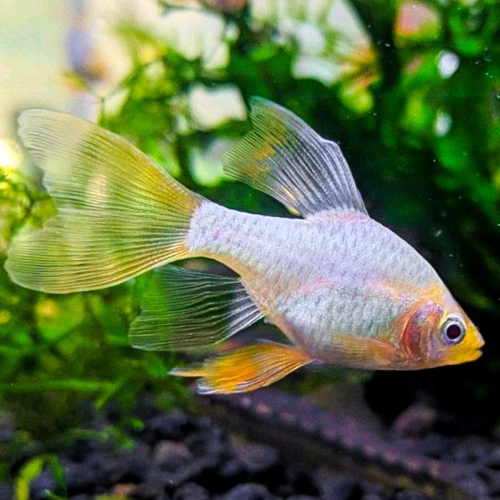 Sumatra Tiger Slayer Albino /  Albino Tiger Barb Slayer