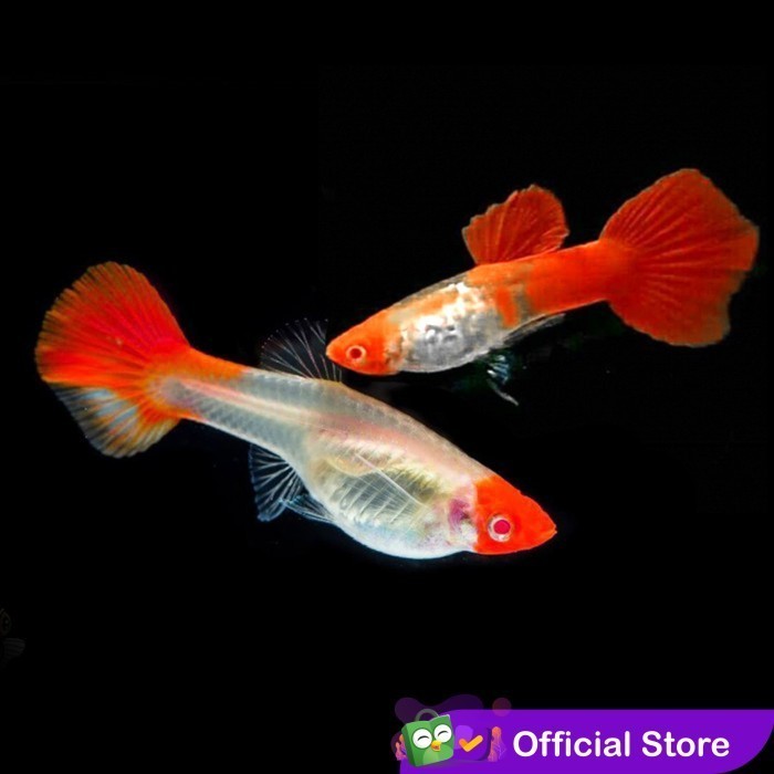Guppy Albino Koi Snake Skin / Ikan Hias Air Tawar Aquascape