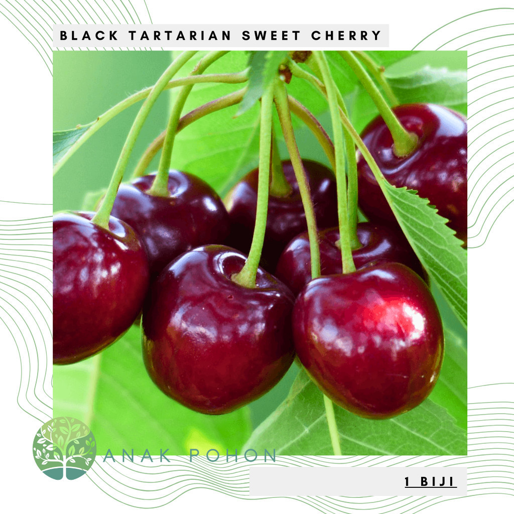 Promo Lebaran tahun 2026-20Benih Bibit Biji - Buah Ceri Hitam Manis Black Tartarian Sweet Cherry (Pr