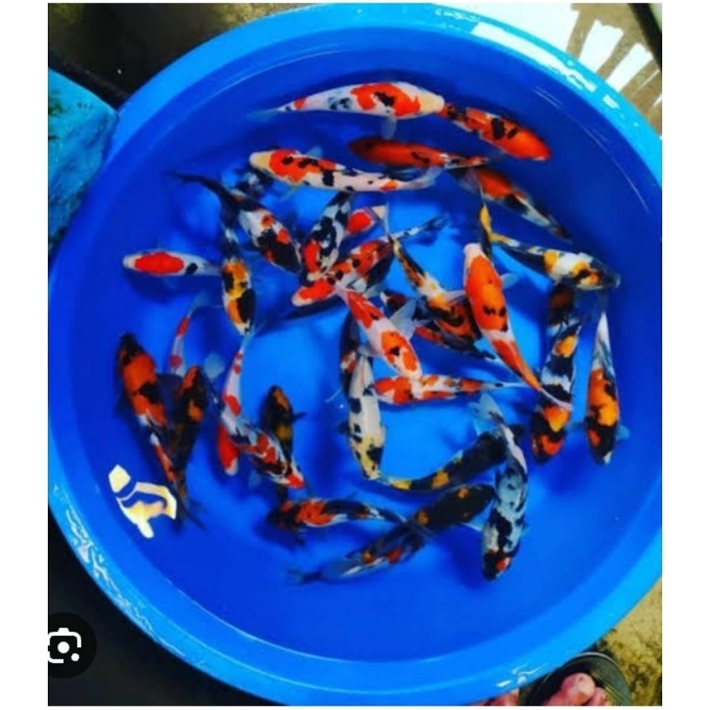 showa shiro  koi bibit 13-15 cm ( ISI 4 )