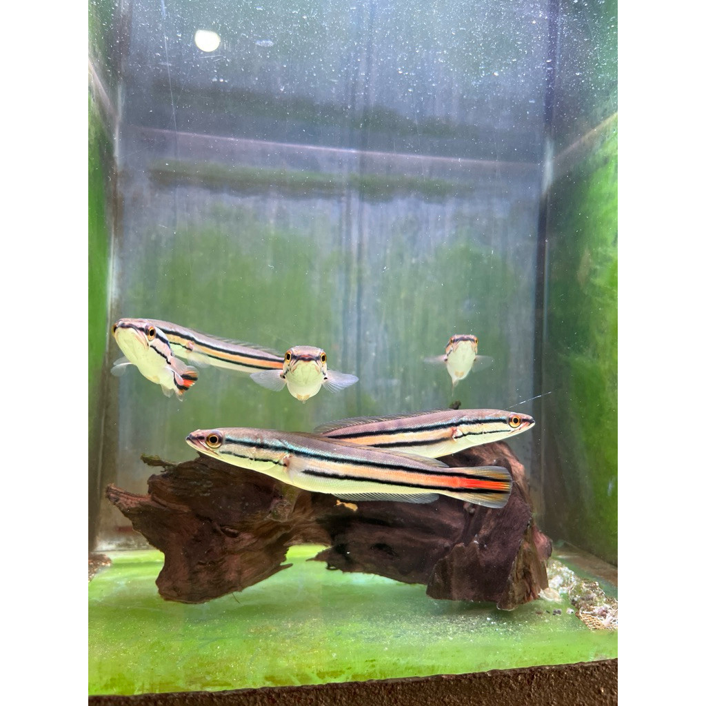 toman biru/merah 8-11 cm packing safety