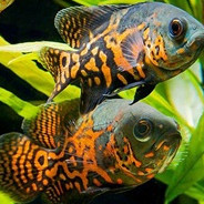 oscar batik hitam ( 6-7 cm ) food marking singel