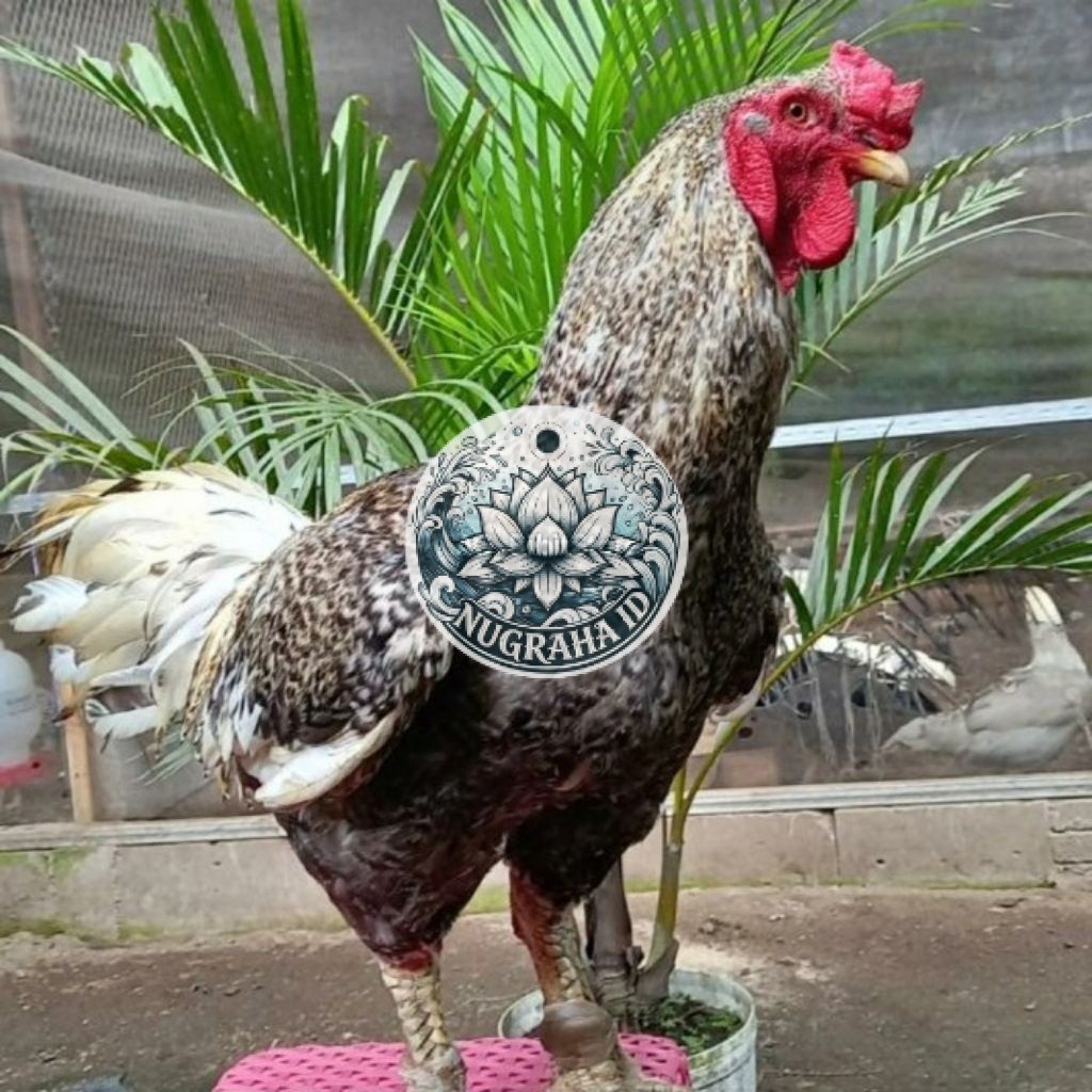 Telur Ayam Gorila Jumbo Fertil Untuk Ditetaskan | Telur Ayam Gorilla Fertil NUGRAHA ID
