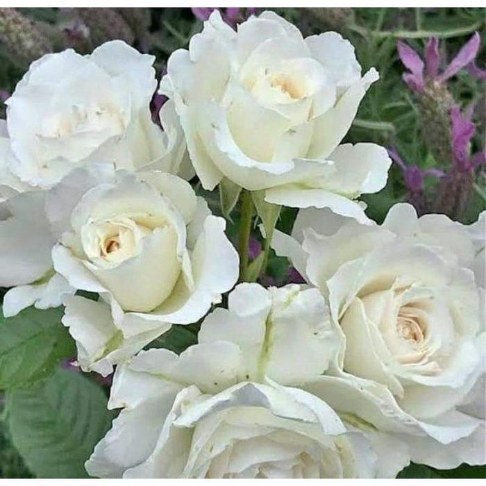 PROMOTANAMAN HIAS MAWAR IMPOR PUTIH//MAWAR IMPOR HIDUP - BUNGA HIAS MAWAR - TANAMAN HIAS BUNGA - BUN