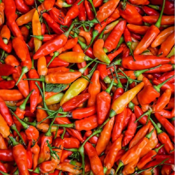 Benih Cabai Rawit merah 150 Biji Unggul Pedas Kuat Super Hot Siapkan Wadah Penyemaian Media Semai 1: