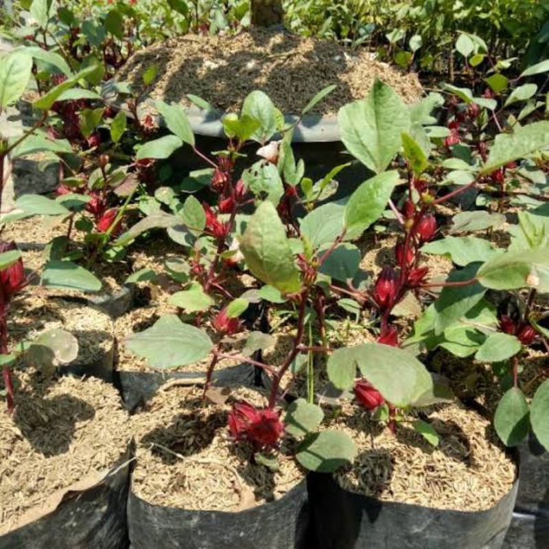 Bibit Tanaman Rosela | Herbal Rosela Merah | Bibit Teh Rosela