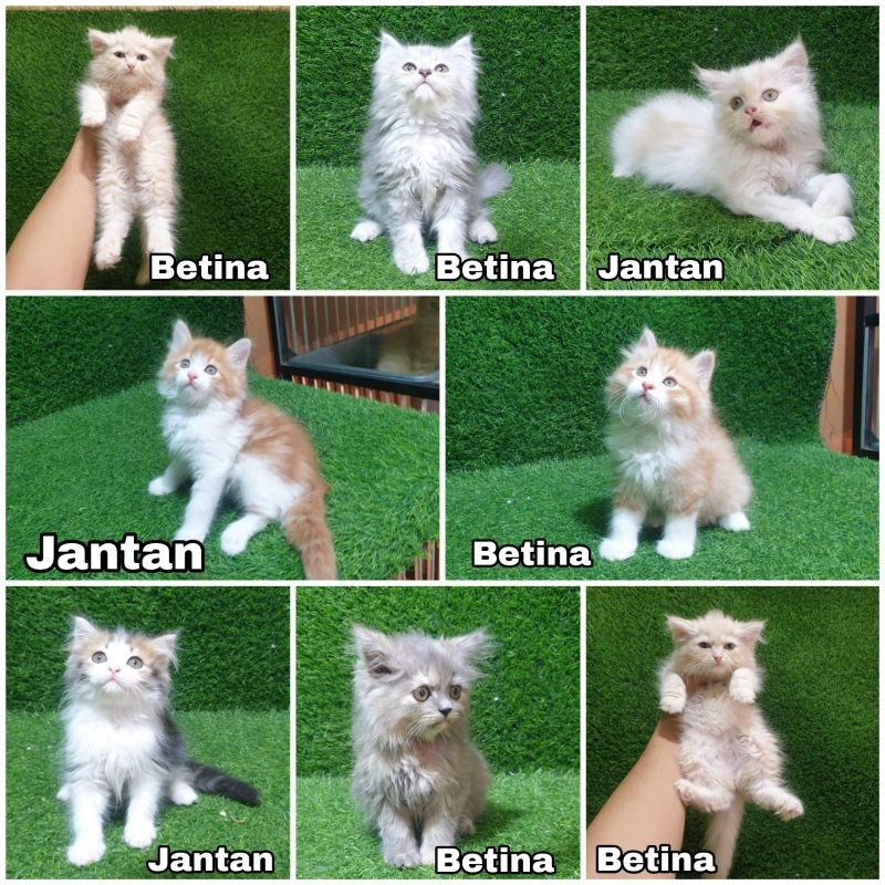 anakan kucing Persia longhair bulu kapas