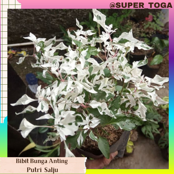promo bibit bunga anting putri salju bibit anting putri salju bibit krokot salju bibit kerokot salju