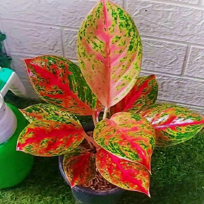 Bibit tanaman hias aglonema ratu Shima